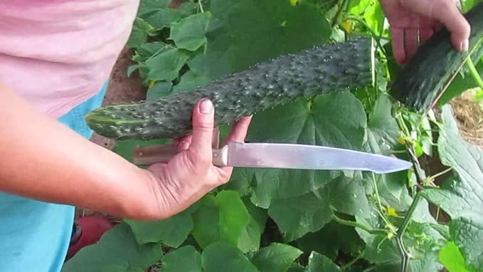 Seeds Cucumber Burpless Chinese Miracle Snake Giant Long Rare Vegetable for Planting Non GMO
