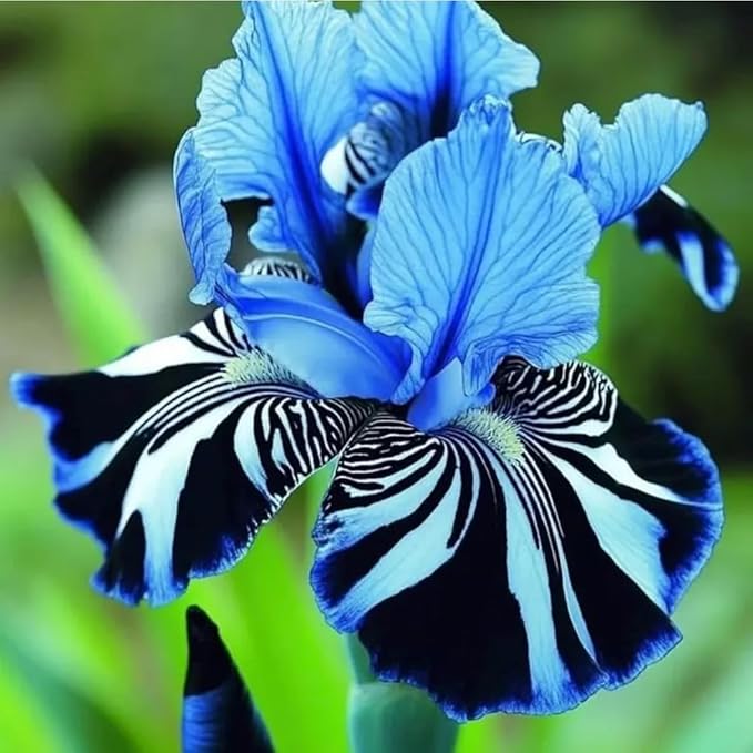 75+ Mix Iris Seeds for Planting -Rare Exotic Bearded Iris Flower Seeds -Dwarf Flower Seeds Perennial Cold Hardy Non-GMO Heirloom for Garden Outdoor