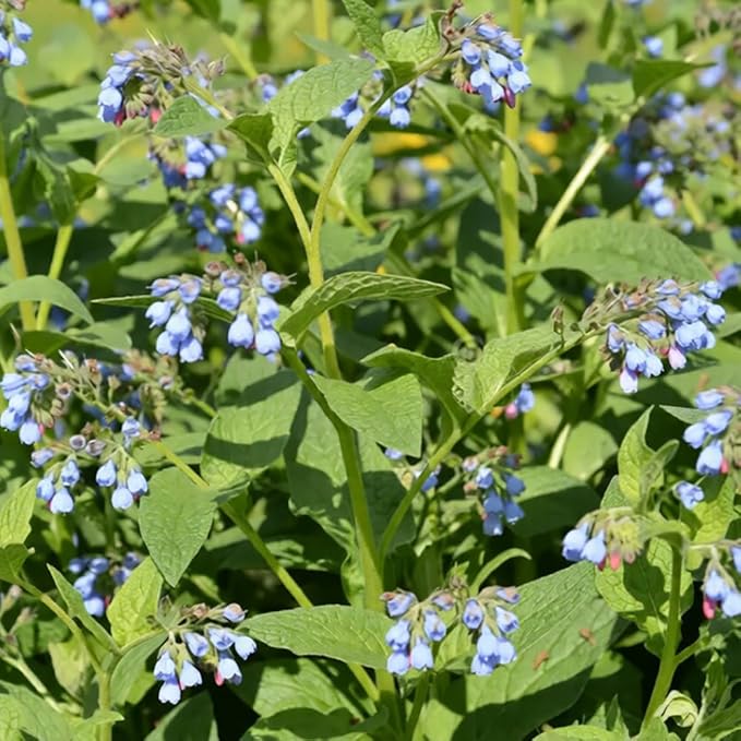 80+ Comfrey Seed for Planting,Comfrey Symphytum Officinale Seeds,Non-GMO Heirloom Pollinator Friendly Herb Seed for Home Outdoor Garden