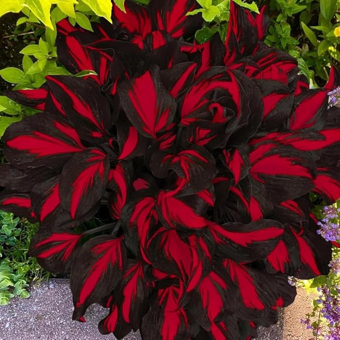 Mixed 300+ Hosta Seeds for Planting, Hostas Seeds Rare Perennial Under Trees & North Facing Areas Shade Garden, Drought Tolerant Perennial Ground Cover Decorative Foliage