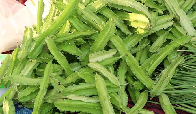 Winged Bean Seeds for Planting, Organic, Heirloom, Non-GMO - 30 Seeds USA Premium Four Angled, Princess Bean Seeds, High-Yielding Vine for Tropical Gardens, Containers & Unique Edible Pods