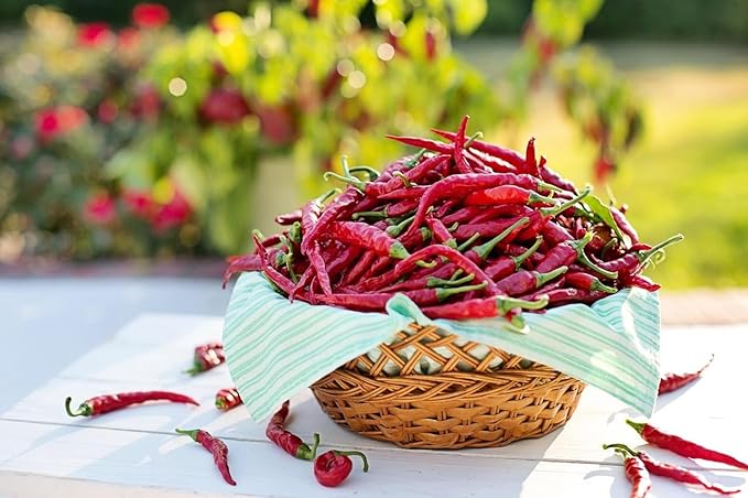 Cayenne Pepper Seeds for Planting, 200 Hot Pepper Seeds Cayenne Jalapeno, Non-GMO Long Slim Cayenne Hot Pepper Seeds Indoor & Outdoor, Heirloom Cayenne Pepper Seeds Bulk for Home Garden