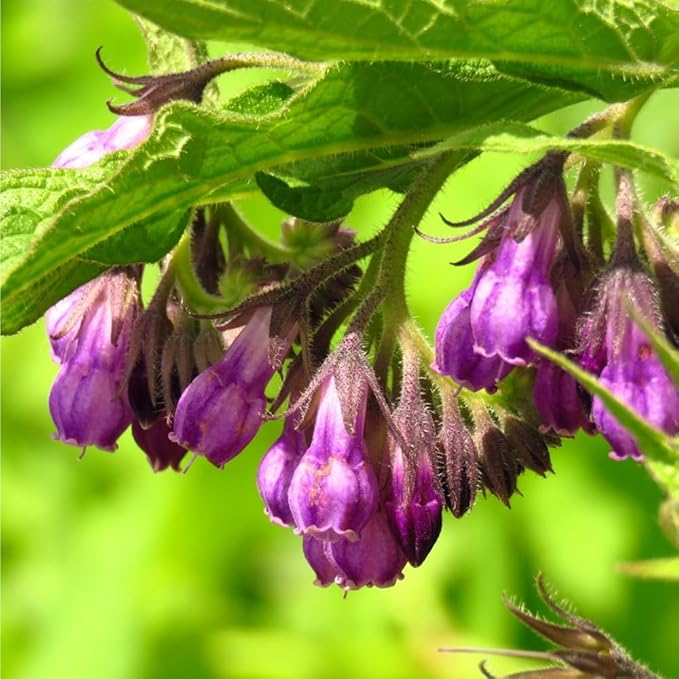 80+ Comfrey Seed for Planting,Comfrey Symphytum Officinale Seeds,Non-GMO Heirloom Pollinator Friendly Herb Seed for Home Outdoor Garden