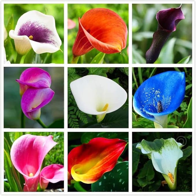 Calla Lily Seeds Beautiful Flowers -100Pcs Seeds