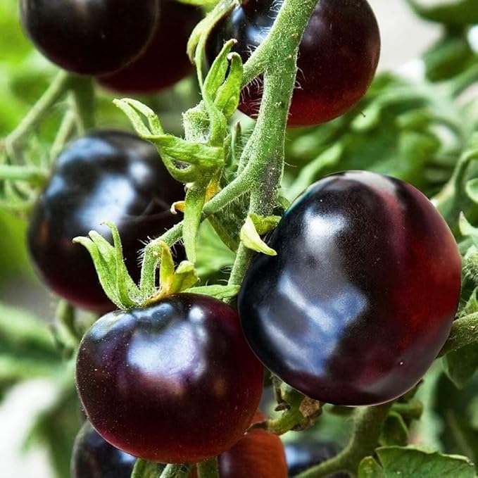 300+ Purple Tomato Seeds for Planting Outdoors Heirloom Non GMO-Plan Your Vegetable in Your Home Garden