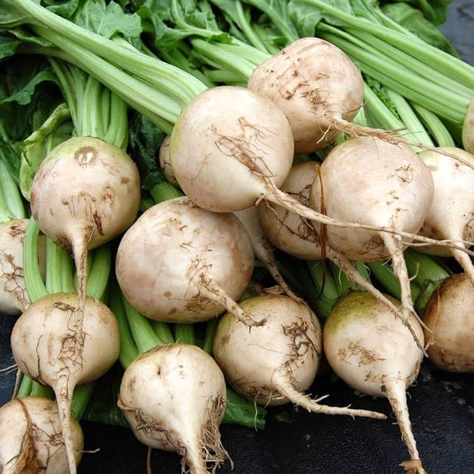 Park Seed Beet Vegatable Plant Seeds, Easy to Grow, Variety of Colors, Spring Garden, Avalanche White F1, Pack of 200