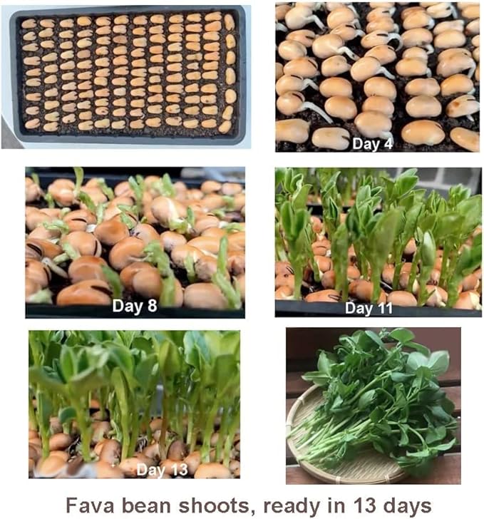 Bean Seeds for Planting Vegetables and Fruits. Pole Beans,Bush Beans,Romano Beans.Non GMO Garden Seeds for Home Vegetable Garden-40g(22ct+) Chinese Broard Bean Fava Bean Seed, Veggie Cover Crop 蚕豆