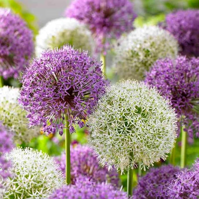 240+ Mix Rare Allium Giganteum Flower Seeds for Planting-Non-GMO Heirloom Plant Seeds Garden Outdoor