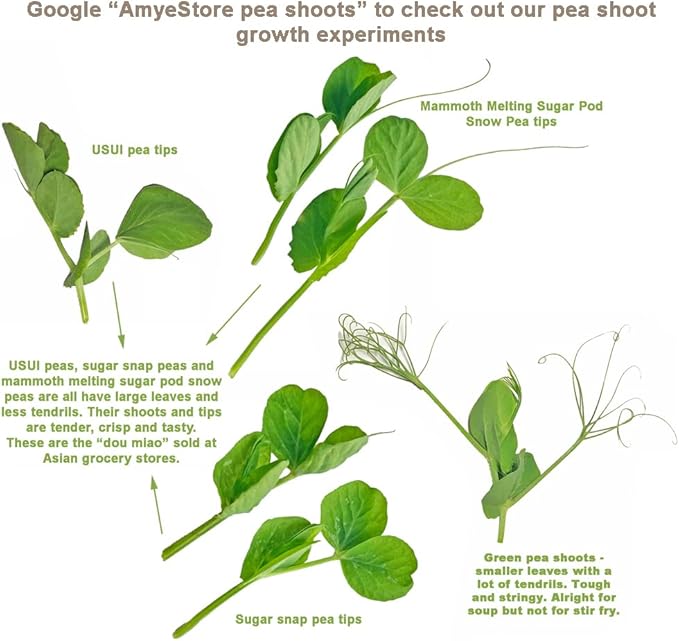 Bean Seeds for Planting Vegetables and Fruits. Pole Beans,Bush Beans,Romano Beans.Non GMO Garden Seeds for Home Vegetable Garden-65ct+ Sugar Snap Pea Seeds,豌豆苗,Edible Pod/Sweet Snap Pea Shoots & Tips