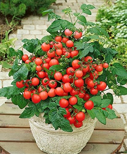 40+ Seeds Indoor Dwarf Tomato Year-Round - Vegetable Red