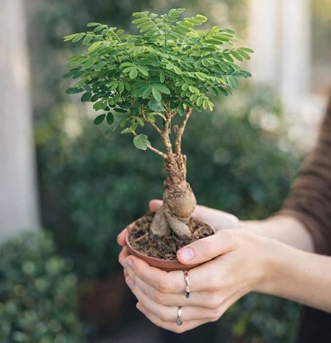 Bonsai Tree Kit for Beginners – 5X Unique Japanese Bonzai Trees, Complete Indoor Bonsai Starter Kit for Growing Bonsai Plants w/Tools & Planters – DIY Christmas Gardening Gifts for Mom