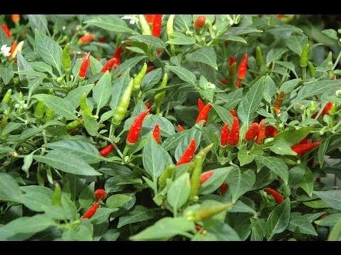 Small Thai Chili Hot Pepper Seeds - Hot Heirloom Chili from Thailand(25 - Seeds)
