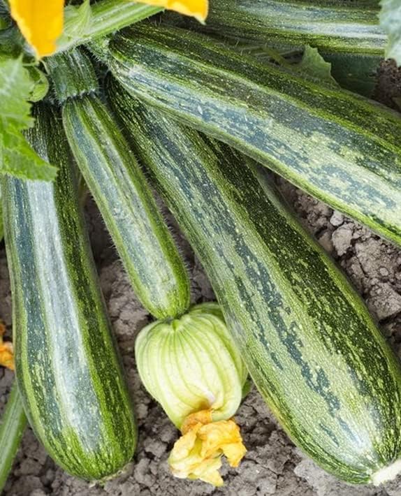 25 Organic Cocozelle Zucchini Summer Squash Seeds for Planting. Non GMO and Heirloom. 3 Grams of Seeds. Garden Vegetable Survival