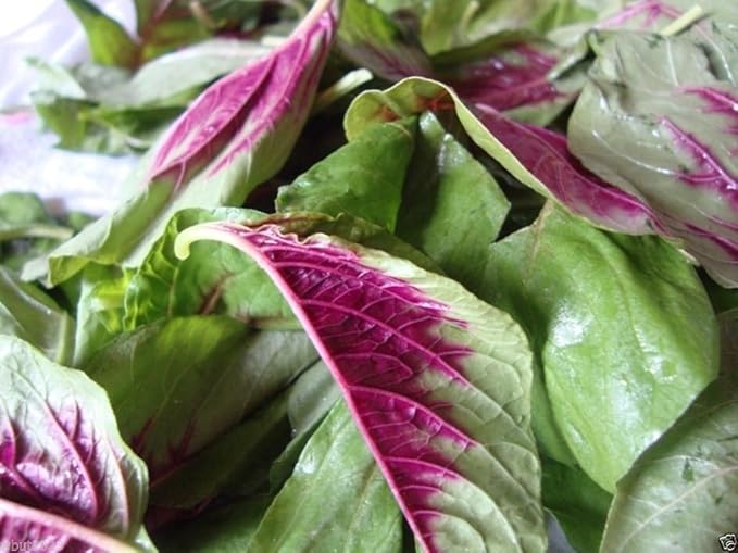 CHINESE SPINACH SEEDS- Edible Amaranth, Red Stripe Leaf -Jamaican Red Calla-loo!(1 oz Pack Seeds)