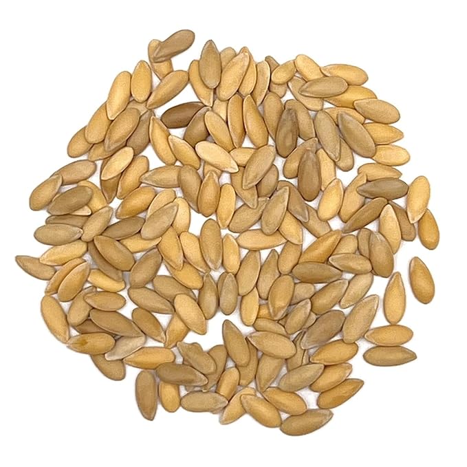 Organic Cantaloupe Seeds (Hales Best Jumbo) - Approx 80 Seeds - USDA Organic, Non-GMO, Open Pollinated, Heirloom, USA Origin