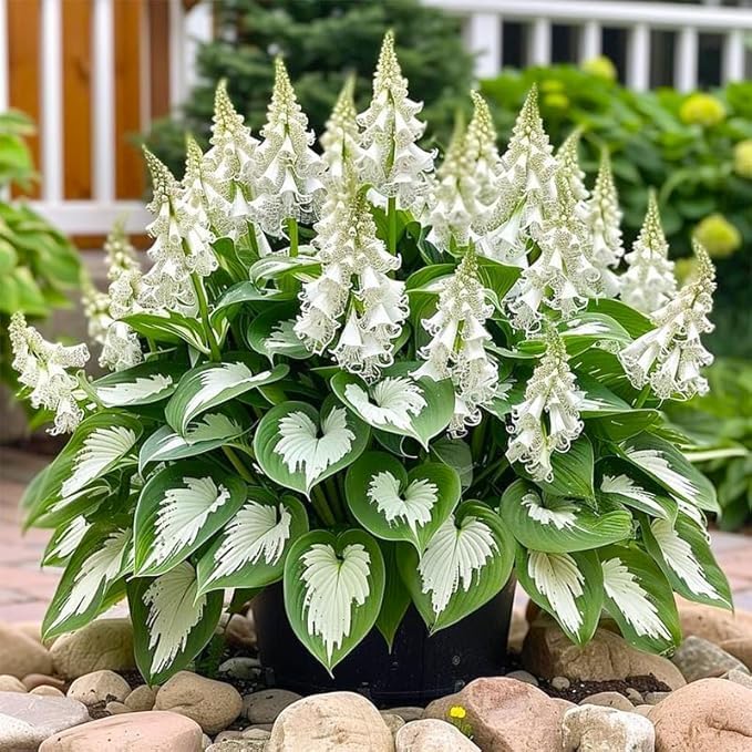 110 Pcs Fragrant Hosta Flower Seeds for Planting Easy Growing Perennial Shade Plants, Green Foliage for Garden Landscaping & Home Decor