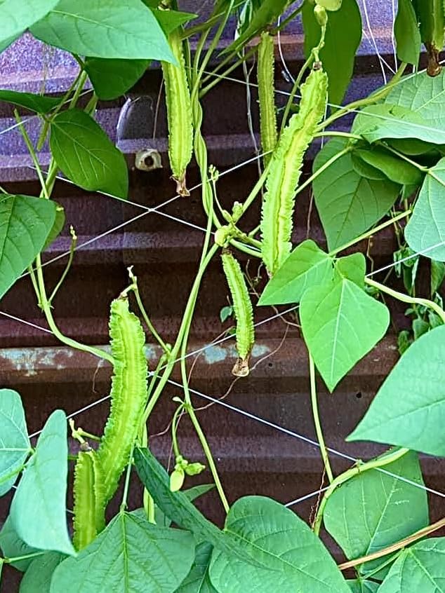 50+ ORGANIC Winged Bean Seeds- Hạt Đậu Rồng - Dragon Bean, Four-angled, Goa, Manila, Princess, Cigarillas - Non GMO, Heirloom - Made in USA, Vegetable Seeds for Yard & Garden