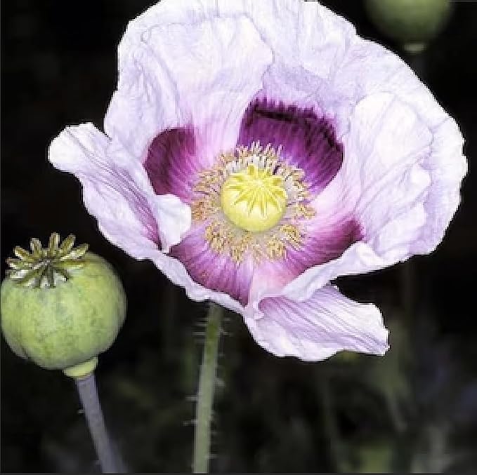 Blue Moon Poppy Seeds - Approximately 2000 Seeds