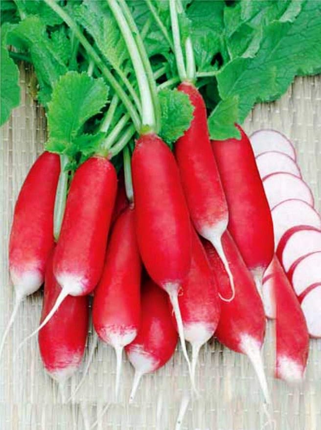 Seeds French Radish 18 Days Early Heirloom Vegetable for Planting Non GMO