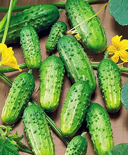 Seeds Cucumber Source F1 Rodnichok Open-Pollinated Pickling Non GMO Vegetable for Planting