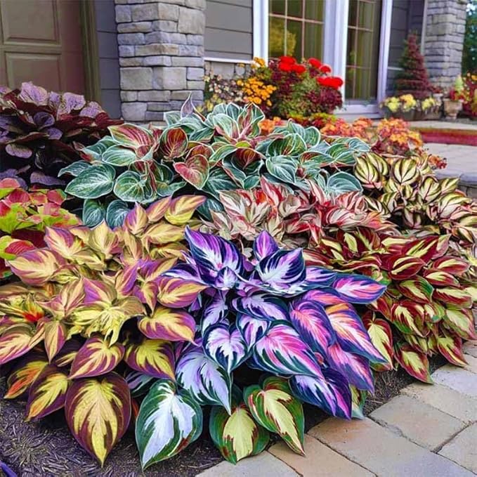 Hosta Seeds, 150 Pieces Perennial Ornamental Leaf Plant for Home Gardens, Outdoor Decoration
