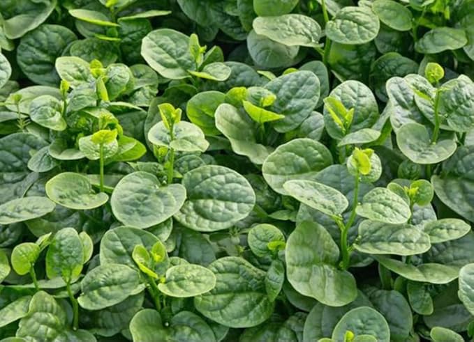 100 Malabar Spinach Seeds – Rau Mồng Tơi – Basella Alba – Climbing Spinach – Organic, Non-GMO, Heirloom – Fast-Growing, Heat-Tolerant, Perfect for Trellises & Home Gardens