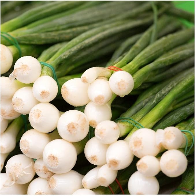 Everwilde Farms - 1/4 Lb Organic Evergreen White Bunching Onion Seeds - Gold Vault