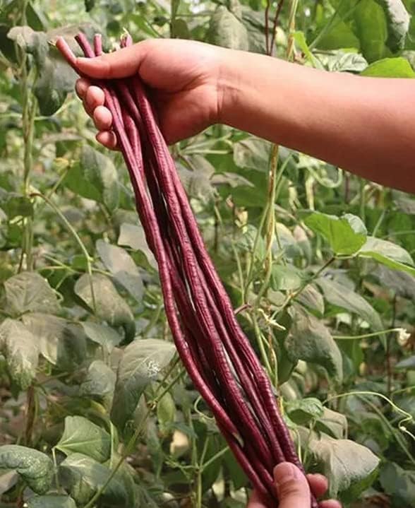 Bean Seeds for Planting Vegetables and Fruits.Pole Beans,Bush Beans,Romano Beans.Non GMO Garden Seeds for Home Vegetable Garden-6g,25ct+ Red Yard Long Pole Bean Seeds YardLong Asparagus Bean