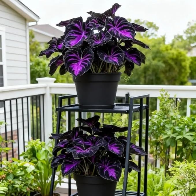 308 Hosta Seeds for Planting – Rare Perennial Shade Plants, Lush Heart-Shaped Foliage, Long-Lasting Ornamental for Borders, Pathways & Outdoor Garden Landscapes