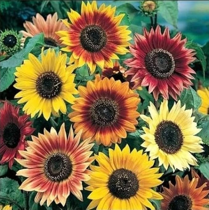 500+ Mixed Sunflower Seeds for Planting (17+ Varieties, Crazy Mixture), Indoor & Outdoor, Bulk Pack, Heirloom, Non-GMO, Attracts Butterflies & Bees