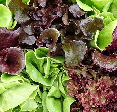 1000+ Seeds Indoor Vitamin Baby Lettuce 20 Days for Salad - Vegetable Mix