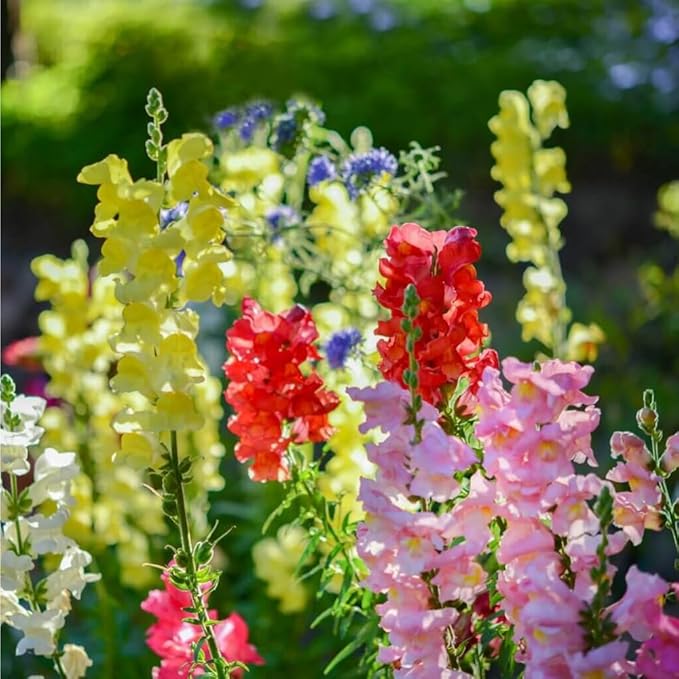 Snap Dragon Seeds for Planting Outdoor,5001+Mixed Snapdragon Flower Seeds,Flower Seeds Perennial Non GMO Heirloom for Outdoor Garden