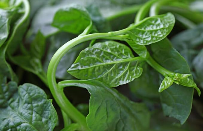 100 Malabar Spinach Seeds – Rau Mồng Tơi – Basella Alba – Climbing Spinach – Organic, Non-GMO, Heirloom – Fast-Growing, Heat-Tolerant, Perfect for Trellises & Home Gardens