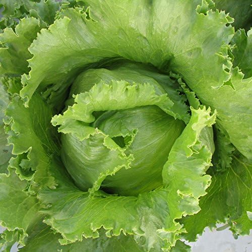 Seeds Crisphead Iceberg Lettuce Green Buttercrunch for Salad Non GMO Vegetable for Planting 1000 Seeds