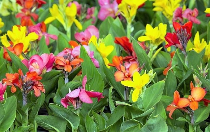 20+ Mixed Canna Lily Seeds Green Leaves Tropical Flowers Perennial Flowers Garden Plant