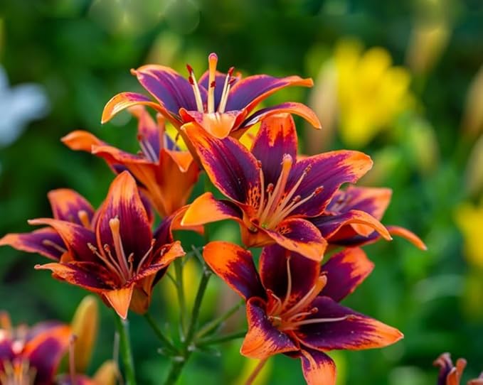50PCS Mixed Color Daylily Hemerocallis Seeds Day Lily Fine Red Purple Flower Seeds Garden Plant