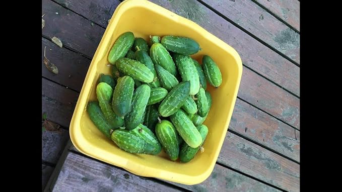 Seeds Cucumber Source F1 Rodnichok Open-Pollinated Pickling Non GMO Vegetable for Planting