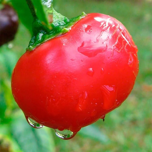 Seeds Red Hot Cherry Pepper Vegetable for Planting Heirloom Non GMO
