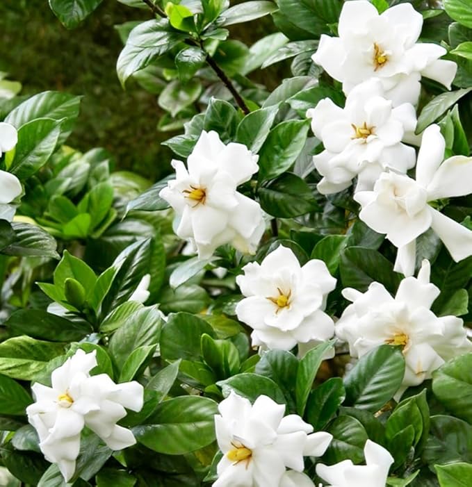 200+ Gardenia Flower Seeds for Planting Outdoors-Perennial Cape Jasmine Flower Fragrant Flowes Plant Home Garden Bonsai