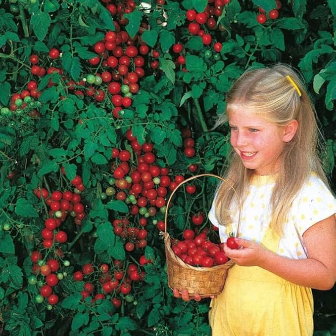 Park Seed Variety of Tomato Seeds, Planting Vegetables, Easy to Grow, Non-GMO, Perfect for Harvesting, Sweet Million Hybrid, Pack of 250