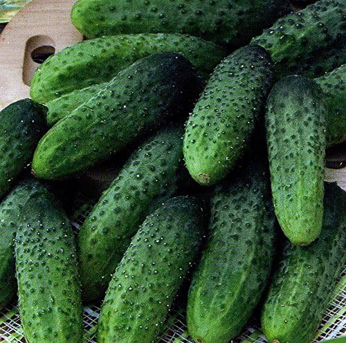 Rare Cucumber Titus F1 Seeds Pickling Mid-Early Heirloom Vegetable for Planting Non GMO 40 Seeds