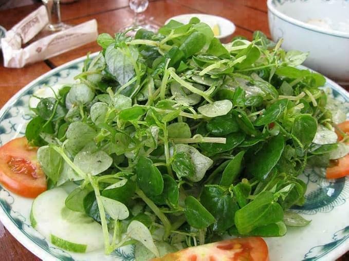 5000 Crab Claw Seeds - Rau Cang Cua - Herb Peperomia Pellucida Pansit Pansitan Shiny Bush | Non GMO | Organic | Heirloom | High Germination Rate