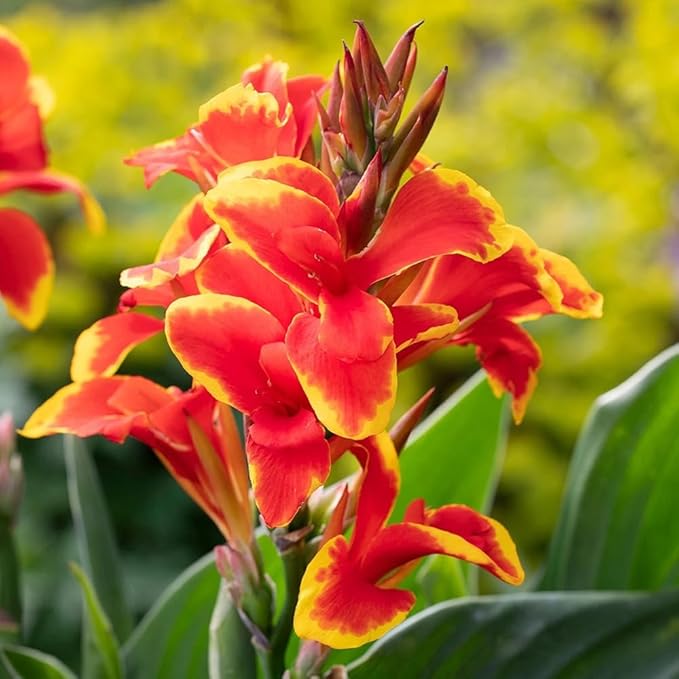 20+ Mixed Canna Lily Seeds Green Leaves Tropical Flowers Perennial Flowers Garden Plant