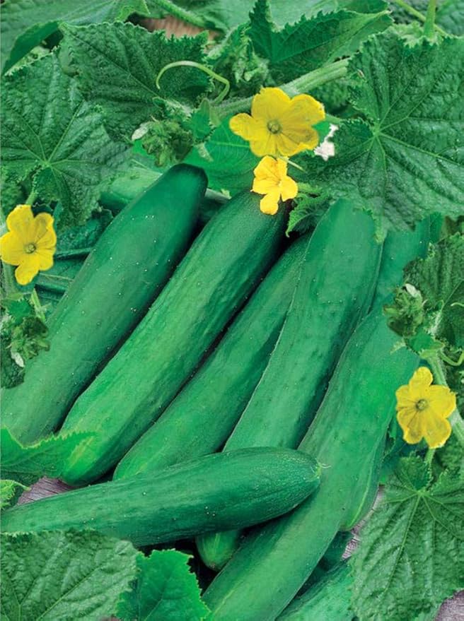 Seeds Vegetable Indoor Cucumber Zozula Self-Pollinating 45 Days All Seasons Vine Plant for Pickling - 10 Seeds
