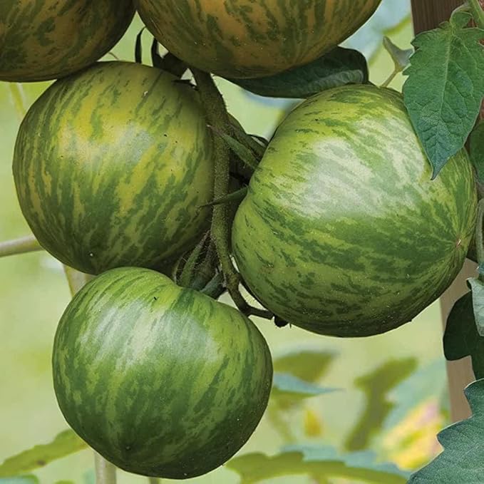 30+ Seeds Zebra Tomato - Vegetable Green