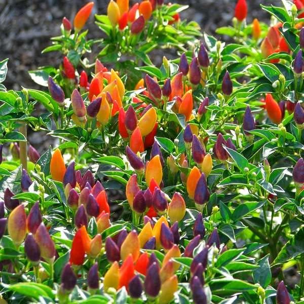 Seeds Indoor Masquerade Ornamental Pepper Mix for Pots Non GMO Vegetable for Planting