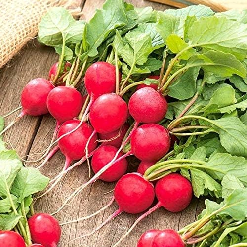 Seeds Red Ball Radish 20 Days Non GMO Vegetable for Planting