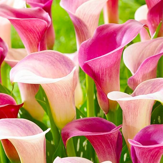30Pcs Mix Calla Lily Seeds for Planting in Home Garden-GMO Heirloom Plant Seeds Garden Outdoor