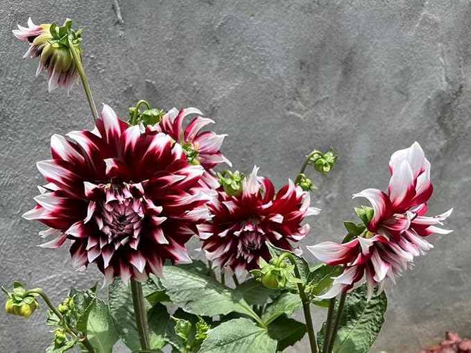 100+ Mixed Colors Dahlia Seeds Dream Flowers Garden Planting