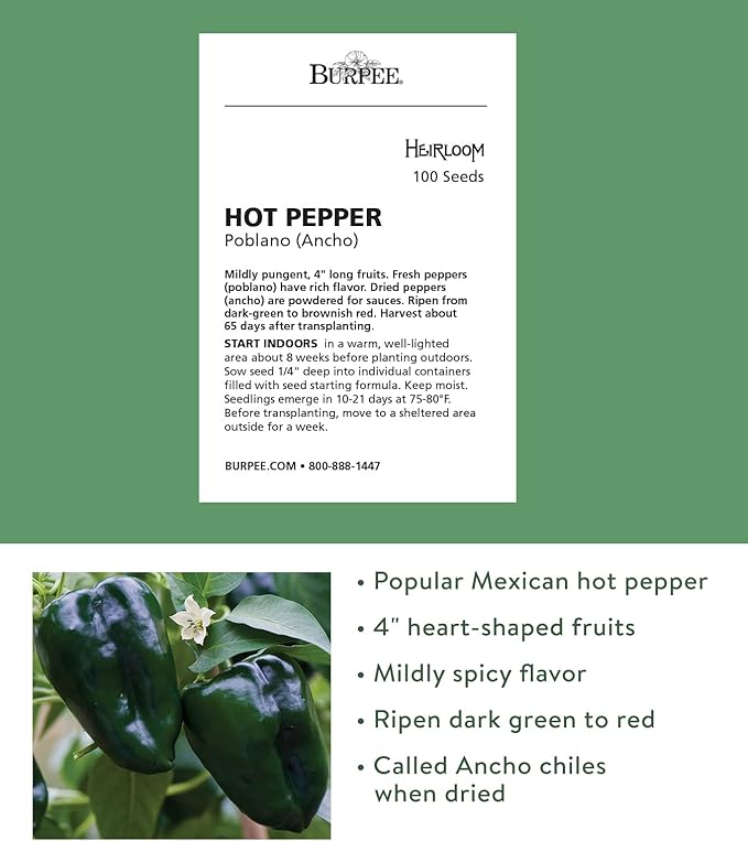 Burpee Poblano' (Ancho) 4" Heart-Shaped Dark Green to Red Peppers, 100 seeds